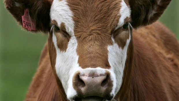Cow-cattle-blurb-jpg